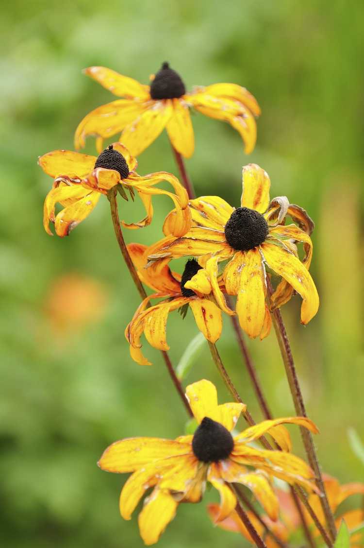 You are currently viewing Guide de Rudbeckia Deadheading – Comment Deadhead Black Eyed Susans