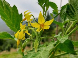 Lire la suite à propos de l’article Des fleurs de tomates mais pas de fruits – Pourquoi mon plant de tomate ne donne-t-il pas de fruits ?