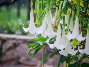 Lire la suite à propos de l’article Nourrir la Trompette des Anges : Quand et comment fertiliser les Brugmansias