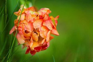 Lire la suite à propos de l’article Que sont les tulipes de pivoine – Comment faire pousser des fleurs de tulipes de pivoine