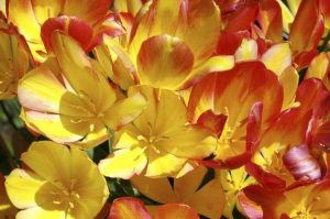 Lire la suite à propos de l’article Variétés de tulipes à plusieurs têtes – En savoir plus sur les fleurs de tulipes à plusieurs têtes