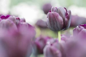 Lire la suite à propos de l’article Fleurs de tulipes cottage – En savoir plus sur les variétés de tulipes tardives uniques