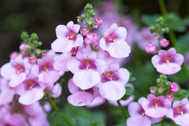 You are currently viewing Soins de Twinspur Diascia: Conseils pour faire pousser des fleurs de Twinspur