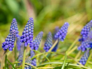 Lire la suite à propos de l’article Jacinthe de raisin après la floraison – En savoir plus sur les soins du muscari après la floraison