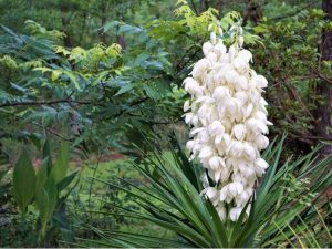 Lire la suite à propos de l’article Fleurs de yucca : raisons pour lesquelles une plante de yucca ne fleurit pas