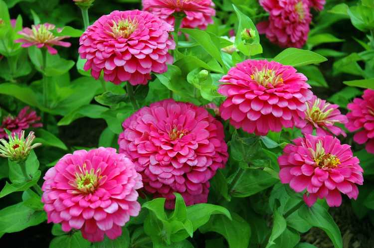 You are currently viewing Zinnia Care – Comment faire pousser des fleurs de Zinnia