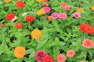 Lire la suite à propos de l’article Choisir les variétés de Zinnia – Quels sont les différents types de Zinnia