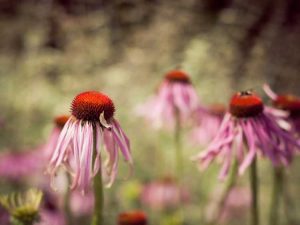 Lire la suite à propos de l’article Echinacea Deadheading: Avez-vous besoin d'échinacées Deadhead