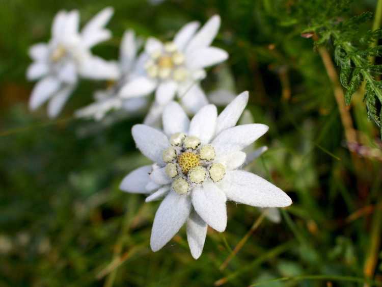 You are currently viewing Qu'est-ce que l'Edelweiss : comment planter de l'Edelweiss dans le jardin