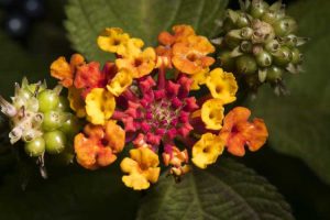 Lire la suite à propos de l’article Plantes Deadheading Lantana: Supprimer les fleurs fanées sur Lantana