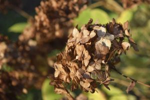 Lire la suite à propos de l’article Deadheading Un Hortensia: Supprimer les fleurs fanées sur l'hortensia