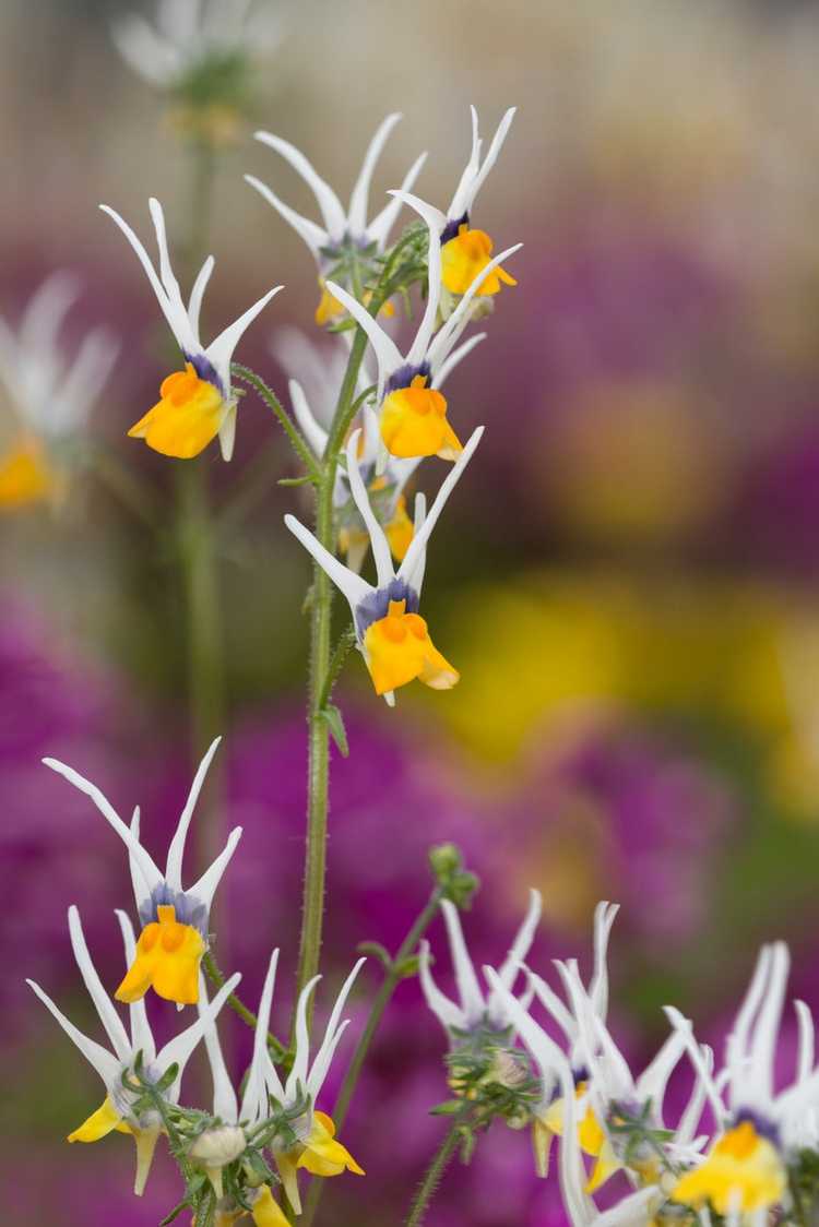 Lire la suite à propos de l’article Propagation de plantes d'étoiles filantes – Comment propager des fleurs d'étoiles filantes