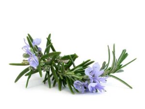 Lire la suite à propos de l’article Fleurs d'herbes comestibles – Herbes avec des fleurs que vous pouvez manger