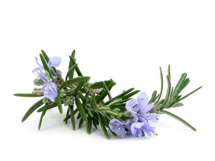 You are currently viewing Fleurs d'herbes comestibles – Herbes avec des fleurs que vous pouvez manger