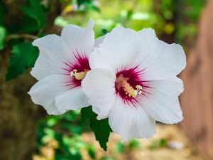 Lire la suite à propos de l’article Fleurs d'hibiscus – Fleurs d'hibiscus tombant d'une plante