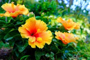 Lire la suite à propos de l’article Comment planter des graines d'hibiscus – Conseils pour semer des graines d'hibiscus