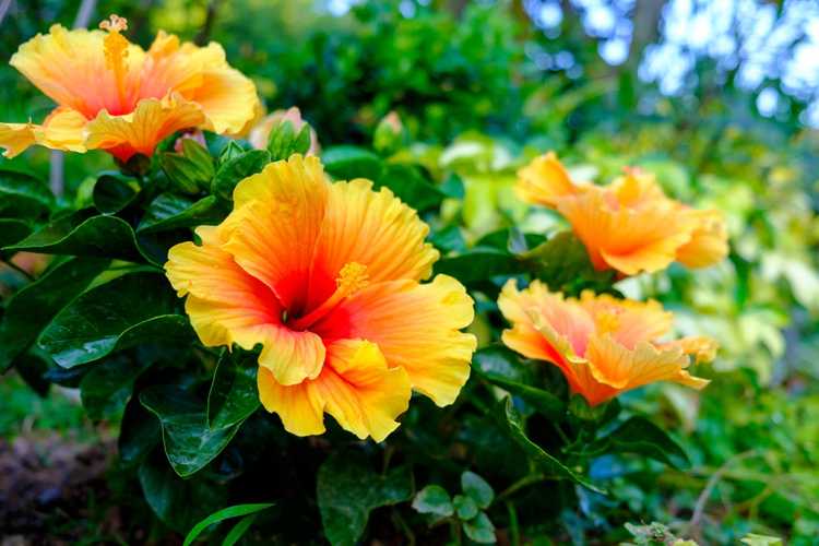 You are currently viewing Comment planter des graines d'hibiscus – Conseils pour semer des graines d'hibiscus