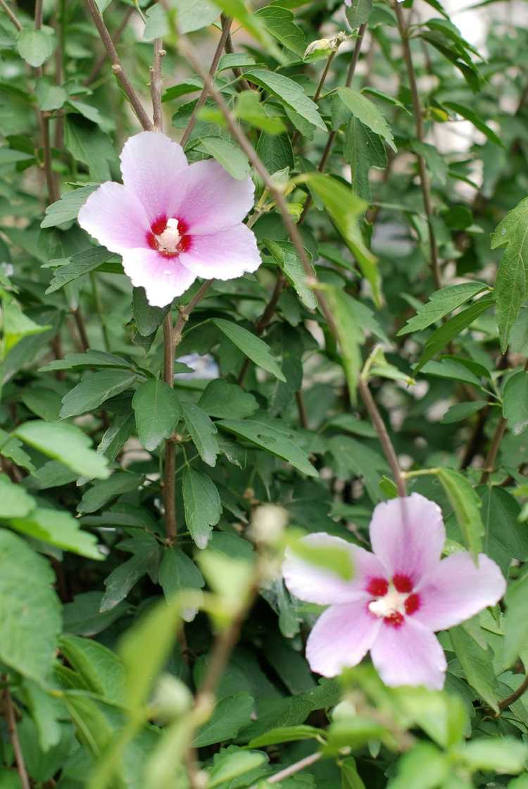 You are currently viewing Déplacer des plantes d'hibiscus : conseils pour transplanter de l'hibiscus