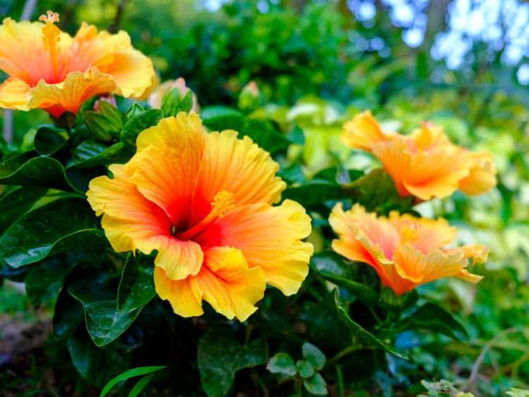 You are currently viewing Conseils pour la fertilisation de l'hibiscus tropical