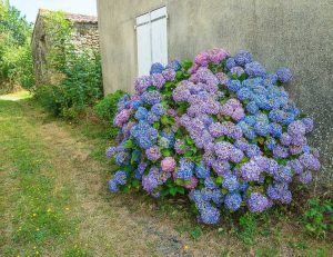 Lire la suite à propos de l’article Fleurs d'hortensia – Quand fleurissent les hortensias