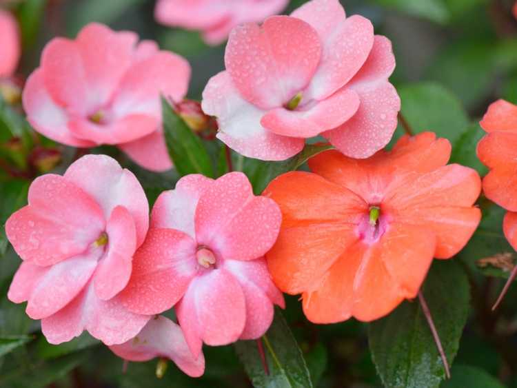 You are currently viewing Comment faire pousser des plantes Impatiens