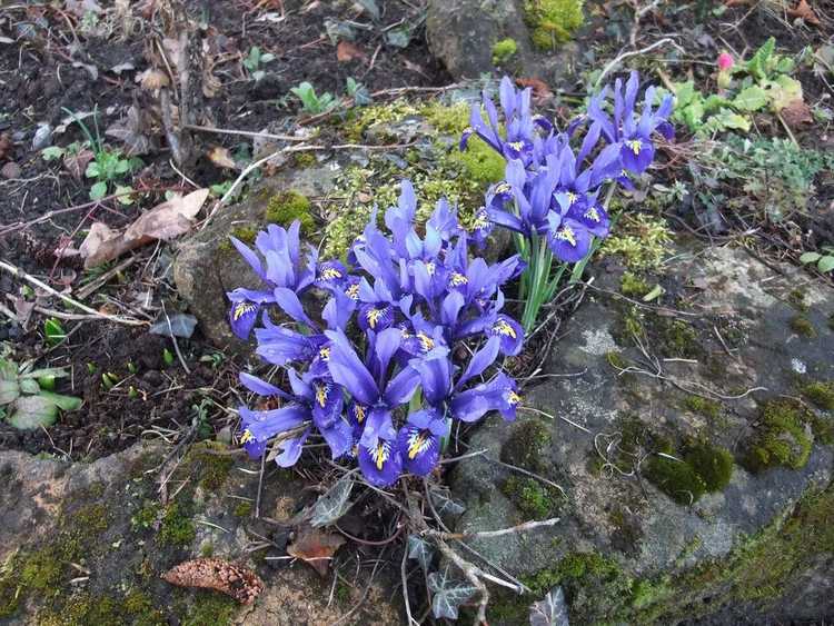 You are currently viewing Comment planter des iris de rocaille