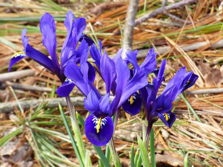 Lire la suite à propos de l’article Qu'est-ce qu'un iris réticulé – Conseils pour faire pousser des fleurs d'iris réticulés