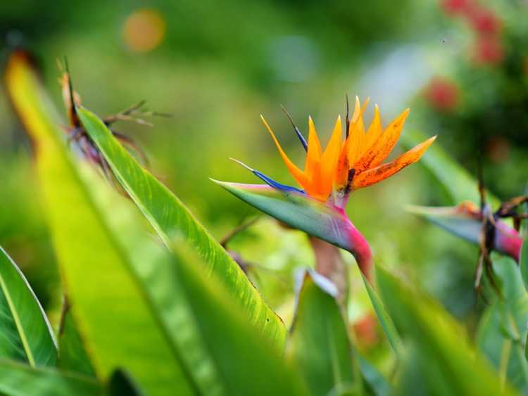 You are currently viewing Supprimer les fleurs d'oiseau de paradis: comment éliminer les fleurs d'oiseau de paradis