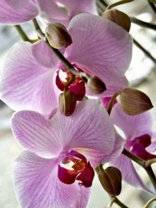 Lire la suite à propos de l’article Catasetum en croissance: informations sur le type d'orchidée Catasetum