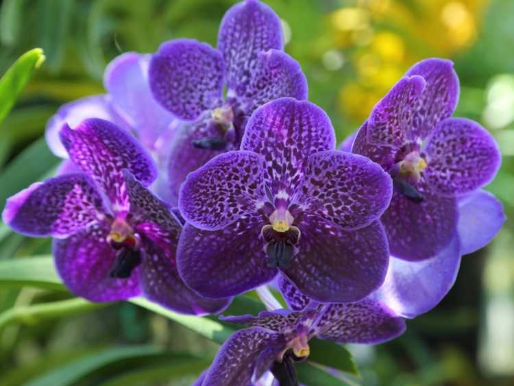 You are currently viewing Propagation des orchidées Vanda : conseils pour diviser les orchidées Vanda