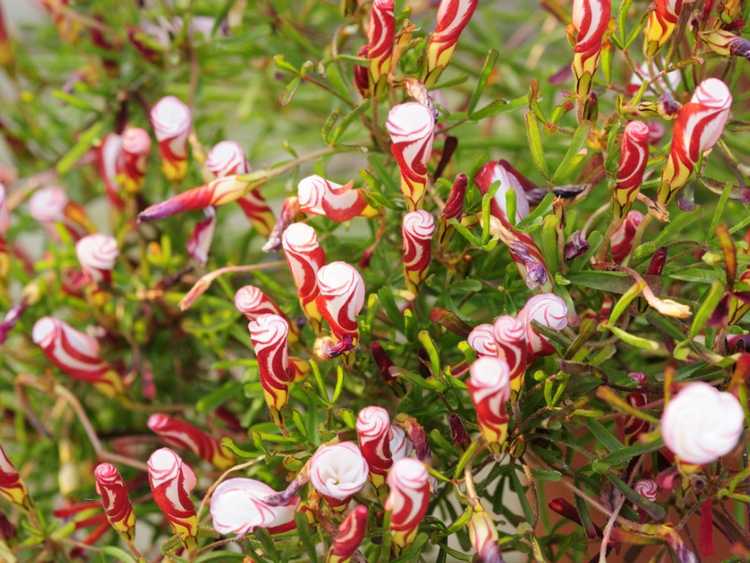 Lire la suite à propos de l’article Cultiver des bulbes de canne à sucre Oxalis : prendre soin des fleurs de canne à sucre Oxalis
