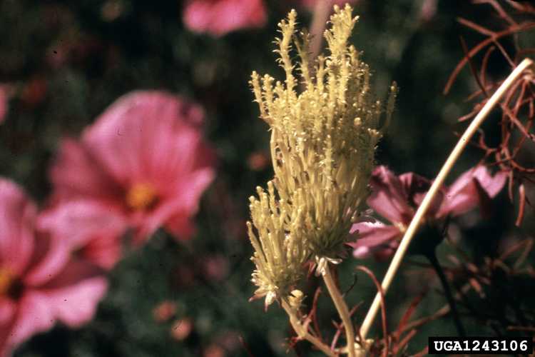 You are currently viewing Maladies des fleurs du cosmos – Raisons pour lesquelles les fleurs du cosmos meurent