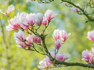 Lire la suite à propos de l’article Plantation de magnolia : comment prendre soin d'un magnolia