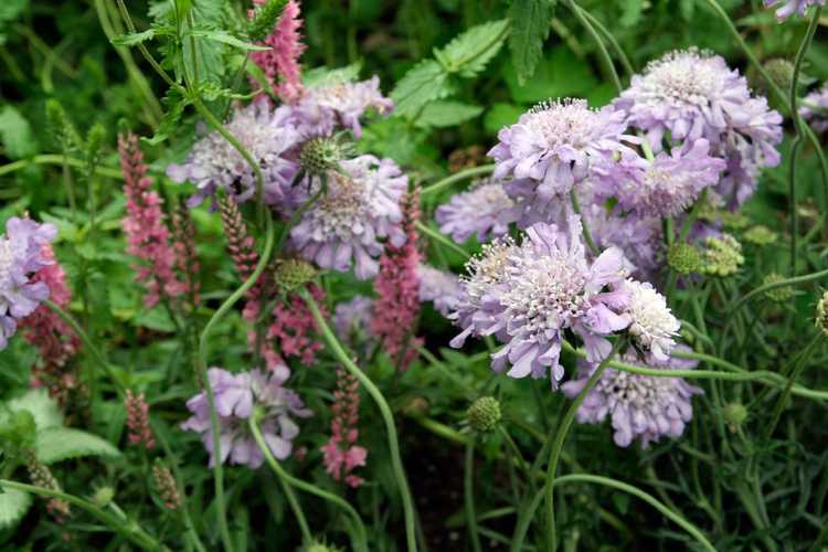 You are currently viewing Conditions de croissance des fleurs de Scabiosa – Comment prendre soin de la fleur en coussinet de Scabiosa