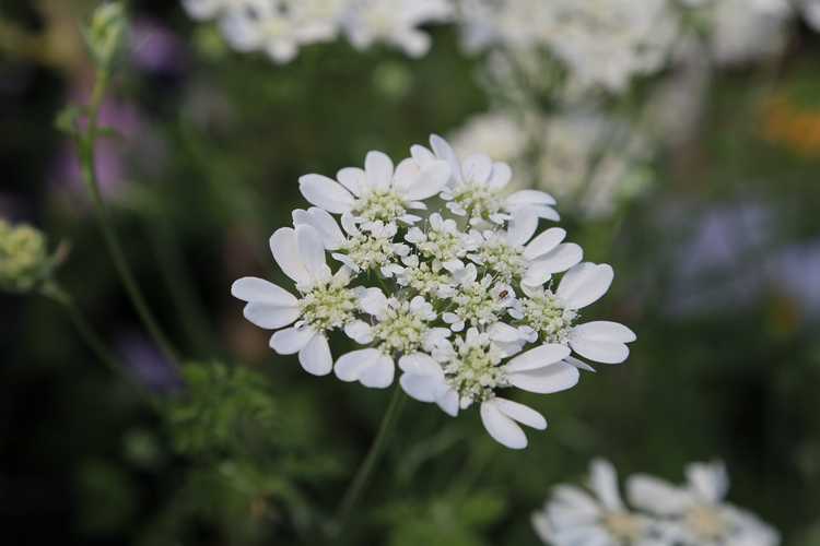 You are currently viewing Entretien des fleurs en dentelle blanche : Cultiver des fleurs en dentelle blanche dans le jardin