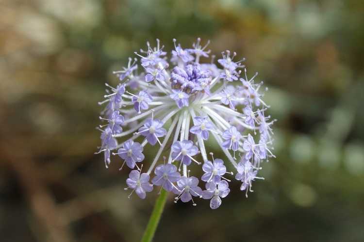 Lire la suite à propos de l’article Informations sur les fleurs en dentelle bleue : Conseils pour faire pousser des fleurs en dentelle bleue