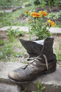 Lire la suite à propos de l’article Cultiver des plantes dans des chaussures – Comment fabriquer une jardinière pour chaussures