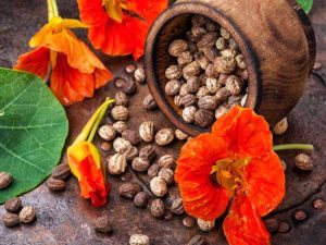 Lire la suite à propos de l’article Récolte de graines de capucine – Conseils pour récolter des graines de capucine
