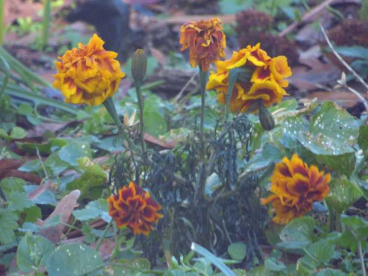 You are currently viewing La météo affecte-t-elle la croissance des plantes : effet de la température sur les plantes