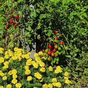 Lire la suite à propos de l’article Compagnons des tomates : découvrez les plantes qui poussent avec les tomates