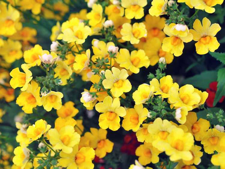 You are currently viewing Nemesia Plant Care – Comment faire pousser des fleurs de Nemesia