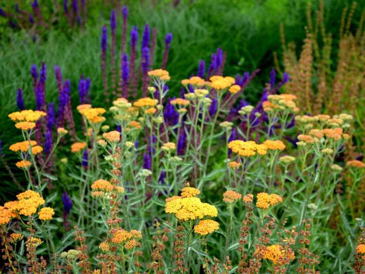 You are currently viewing Plantes de jardin rustiques : les meilleures plantes pour les jardiniers oublieux