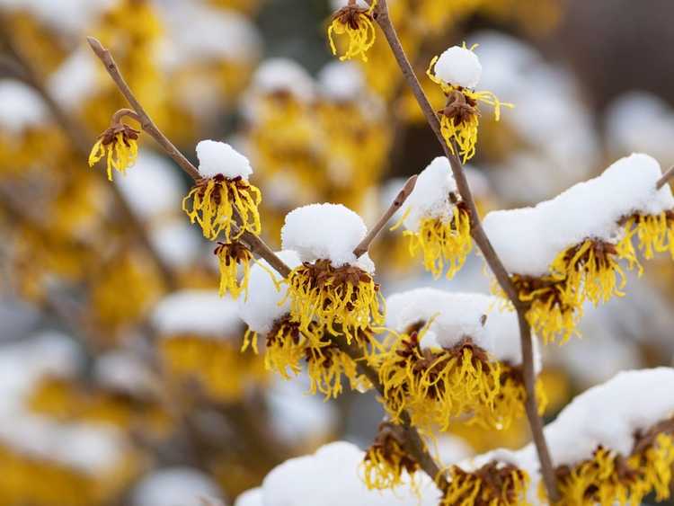 You are currently viewing Plantes ayant un intérêt pour plusieurs saisons : cultivez un jardin qui a fière allure en hiver