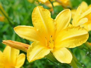 Lire la suite à propos de l’article Belles fleurs jaunes pour les jardins d’été