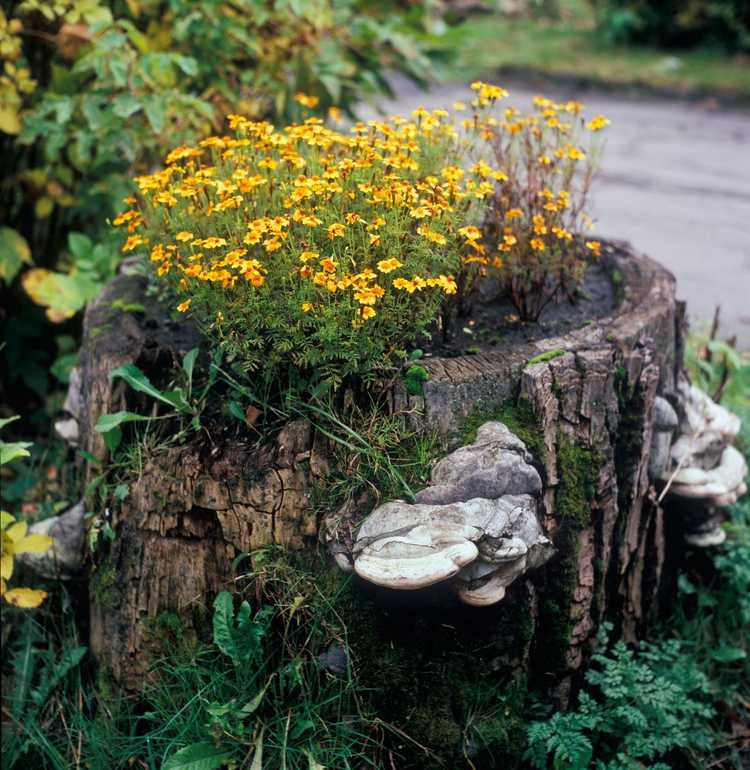 Lire la suite à propos de l’article Utiliser des souches d'arbres comme jardinières – Apprenez à fabriquer une jardinière de souches d'arbre pour les fleurs