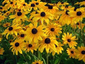 Lire la suite à propos de l’article Tache des feuilles de Rudbeckia : traiter les taches sur les feuilles de Susan aux yeux noirs