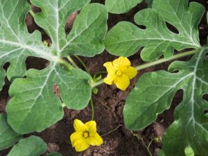 Lire la suite à propos de l’article Fleurs de pastèque tombant : pourquoi les fleurs tombent-elles des vignes de pastèque