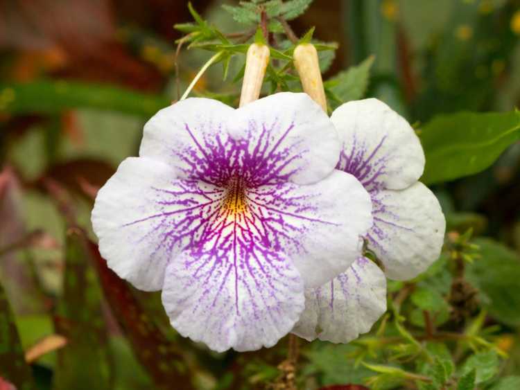 Lire la suite à propos de l’article Soins Achimènes : Comment faire pousser des fleurs magiques Achimènes