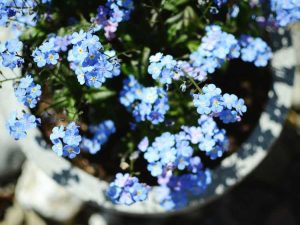 Lire la suite à propos de l’article Myosotis comme plante d'intérieur – Cultiver des myosotis à l'intérieur