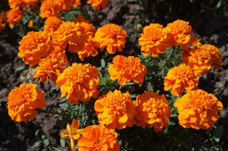 You are currently viewing Plantes pour lutter contre les nématodes : existe-t-il des plantes qui repoussent les nématodes